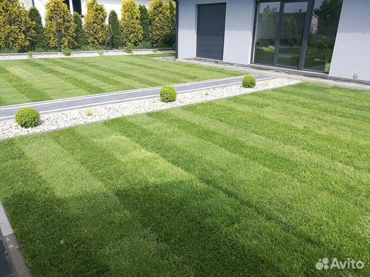 Газон под ключ, газон рулонный