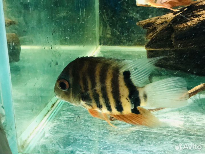 Цихлазома северум красноплечий