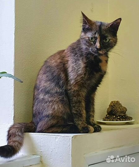 Котенок Глаша в добрые руки