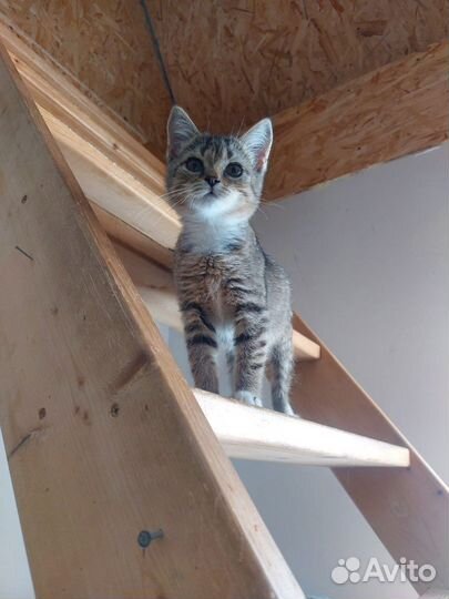 Котенок красивый