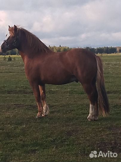 Жеребец Советский тяжеловоз