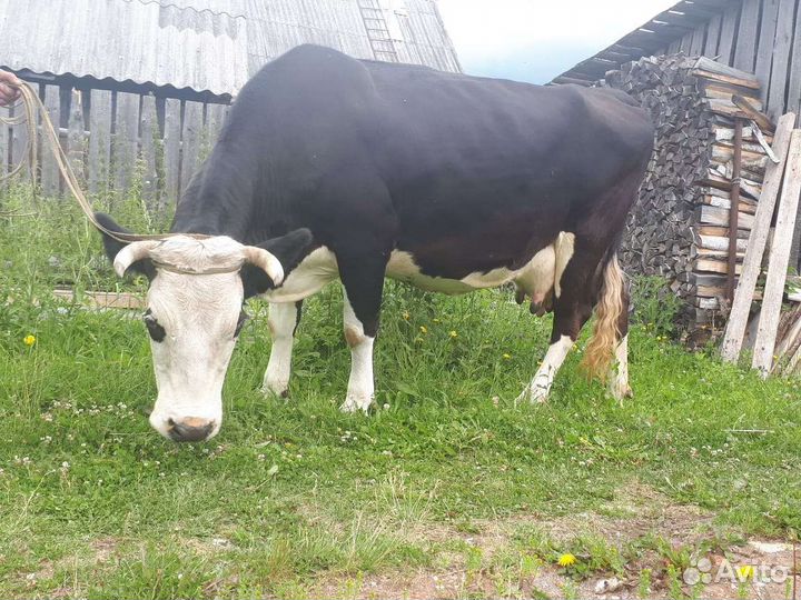 Корова ярославской породы
