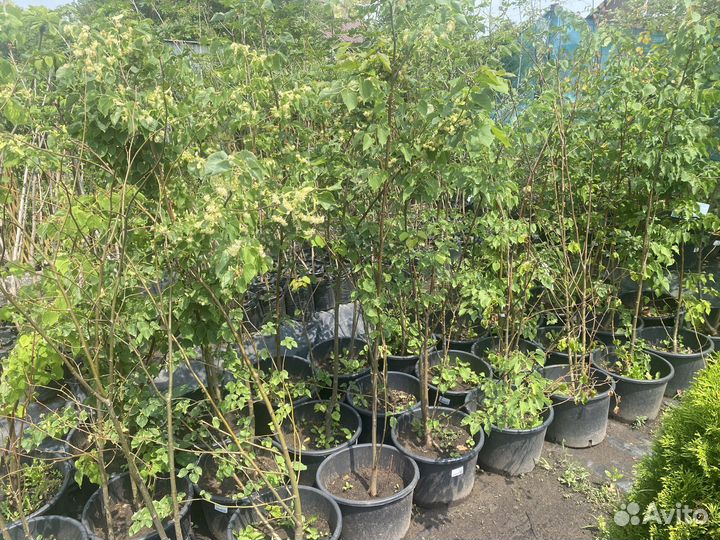 Саженцы березы, клена, липы, рябины