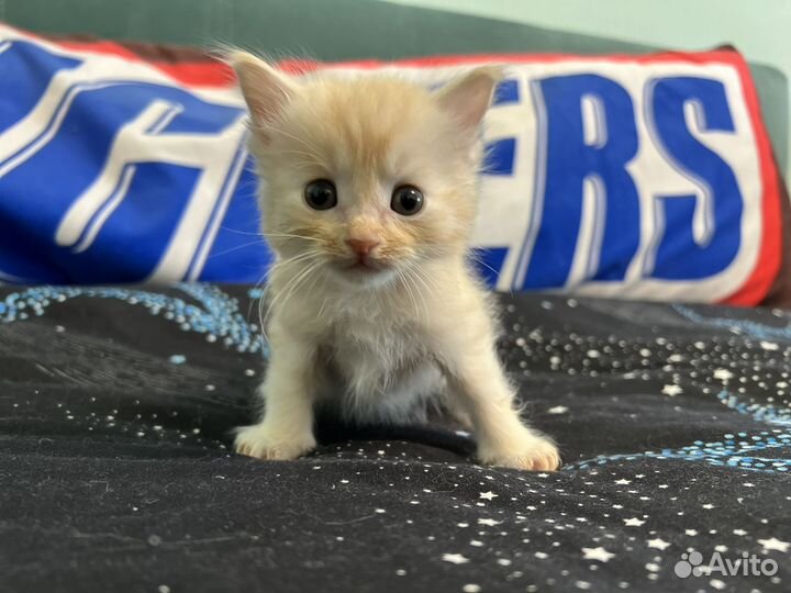 Котята курильский бобтейл