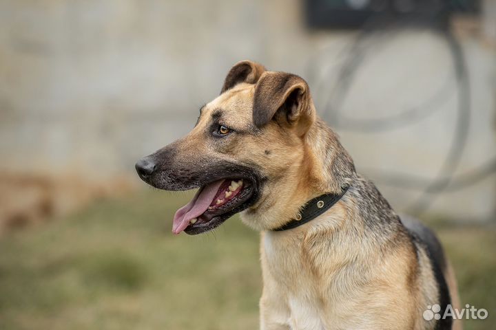 Арнольду нужен дом