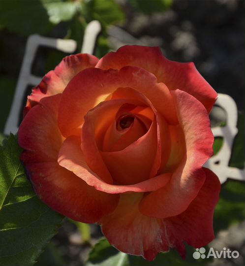 Роза Жёлтая магия