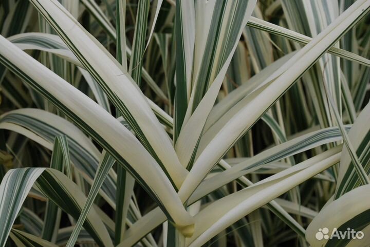 Арундо пестролистный