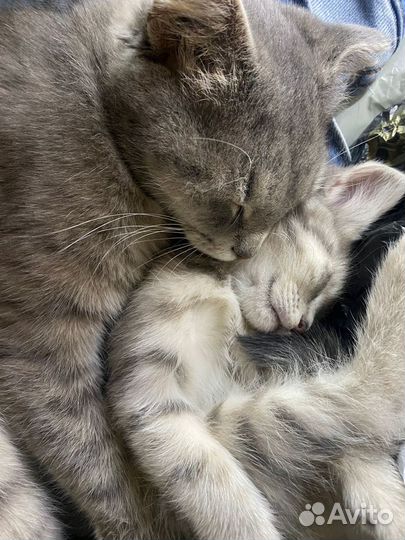 Кошки