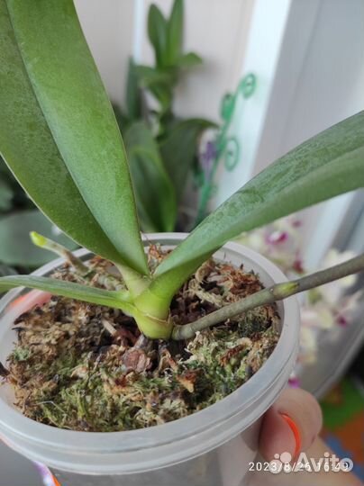 На брони Орхидея фаленопсис мультифлора