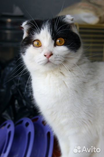 Кошечка подросток