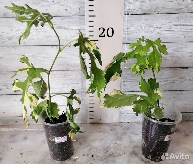 Плодовые экзоты