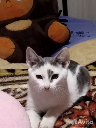 Бездомные котята