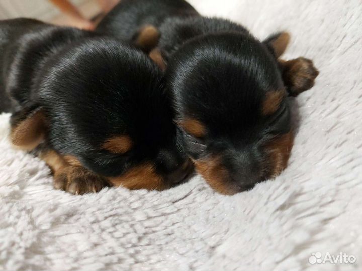 Йоркширский терьер щенки