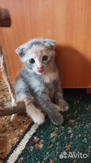 Котёнок девочка, метис