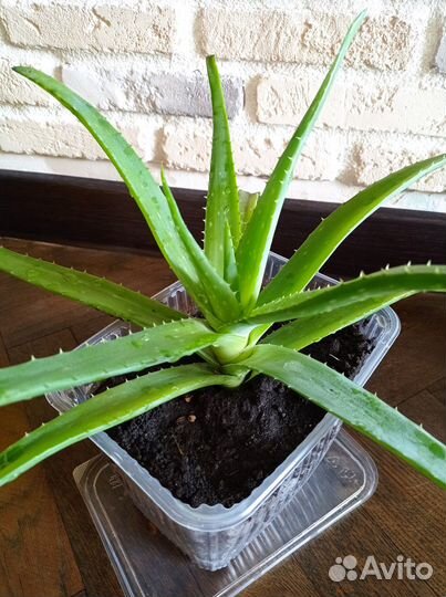 Цветок алоэ