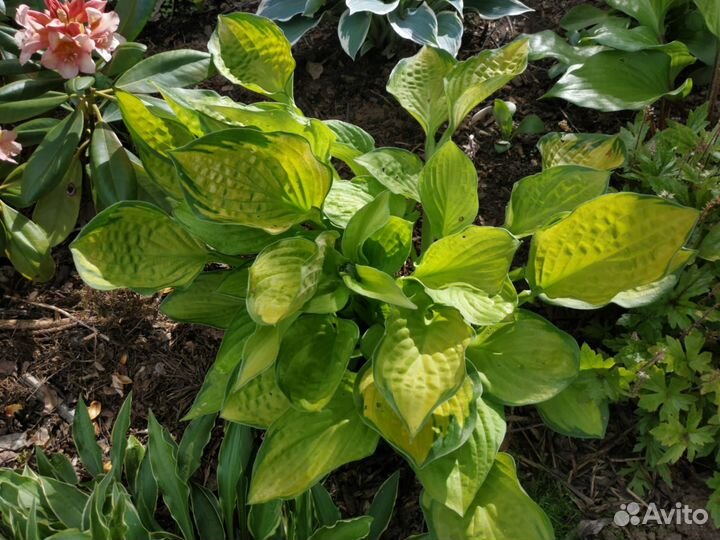 Сортовые хосты