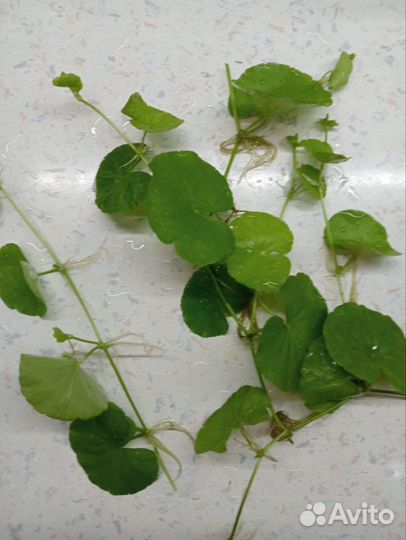 Аквариумные растения (прополка)