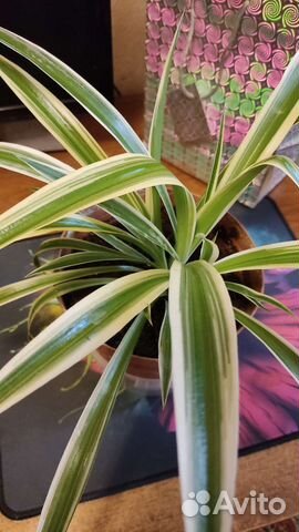 Хлорофитум лаксум,неприхотливое зелёное растение