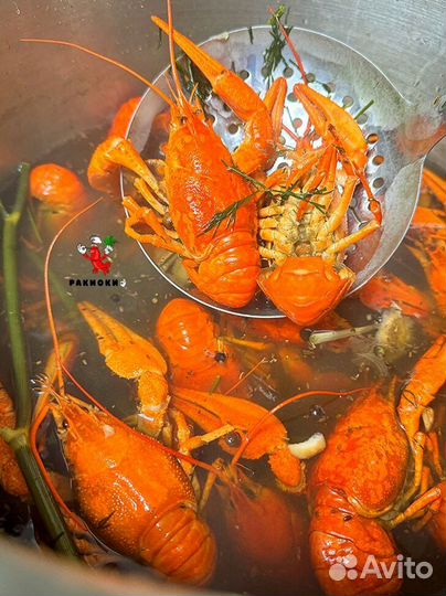 Раки для гурманов от 3 кг