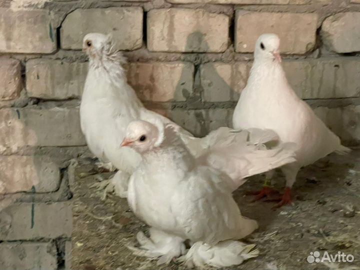 Голуби