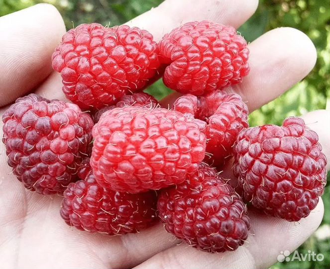 Саженцы Малины Шапка Мономаха