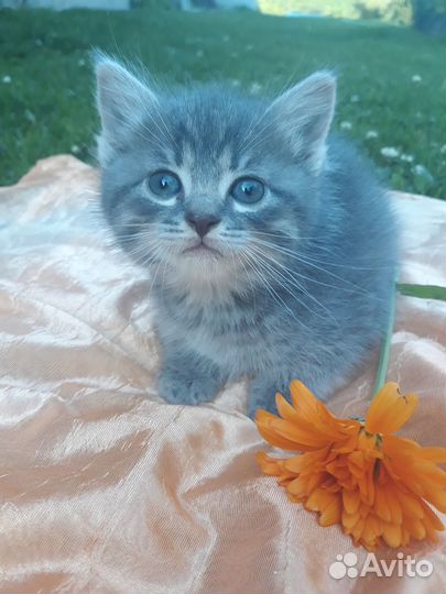 Котодети в добрые ручки
