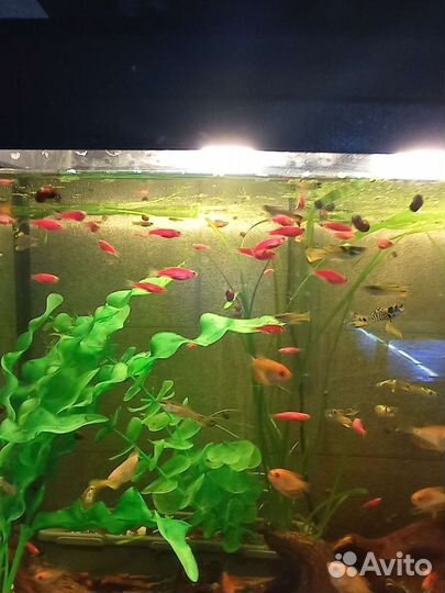 Мирные аквариумные рыбки