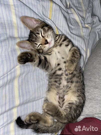 Котята в добрую семью