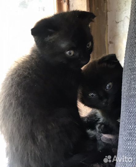 Вислоухие котята в добрые руки