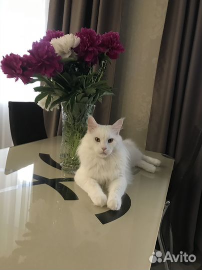 Кот мейн-кун вязка