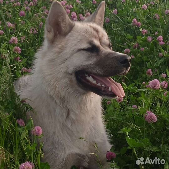 Щенки американской акиты