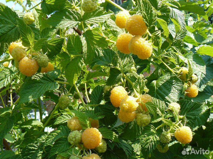 Малина желтый гигант