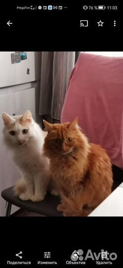 Кошки в добрые руки