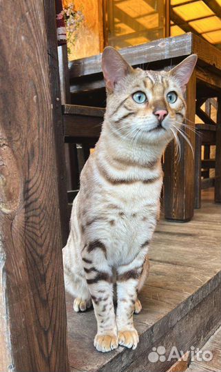 Бенгальский кот вязка