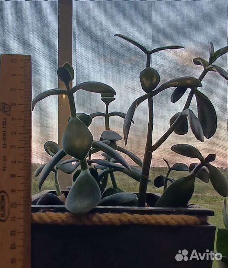 Толстянка, сансевиерия и др