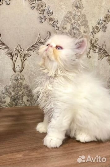 Персидские котята