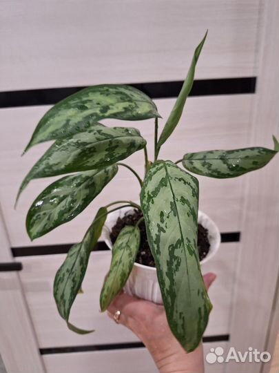 Аглаонема, сциндапсус, фикус, спатифиллум