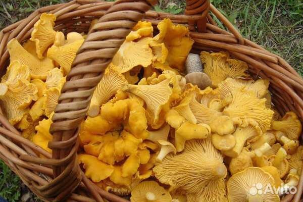 Грибы Лисички