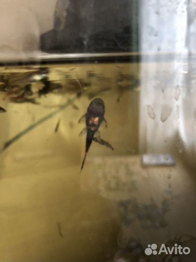 Сомик анцитрус малек