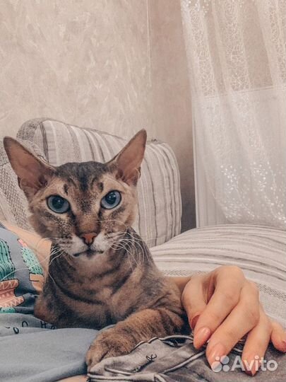 Передержка кошек на время отпуска