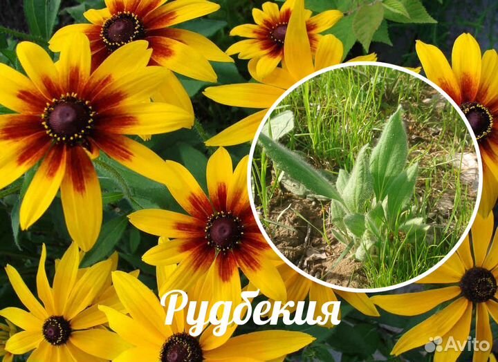 Клубника, анемона, рудбекия, ирис, слива