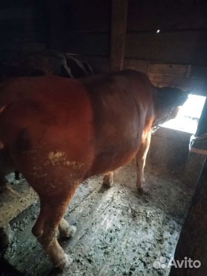 Бычок и телка