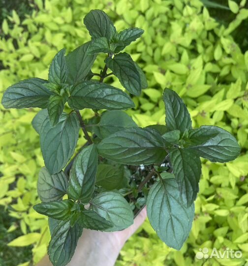 Мята Шоколад, Апельсиновая. набор пряных трав