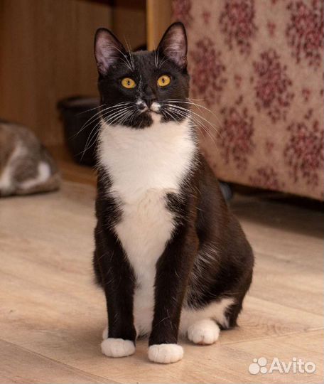 Арчи ищет дом