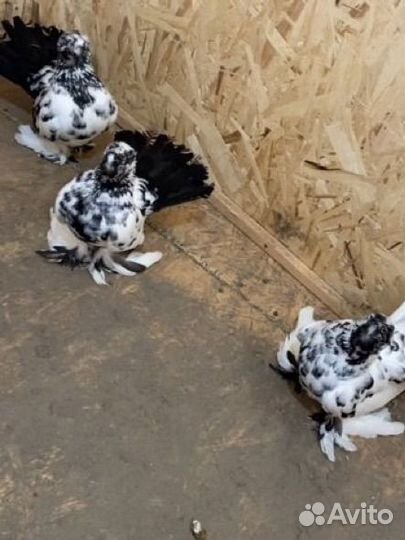 Статные голуби