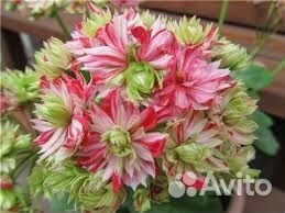 Пеларгония Малорка