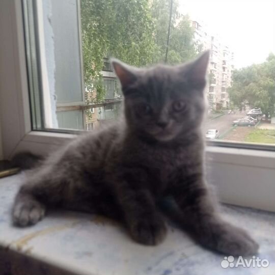 Британская кошка в дар