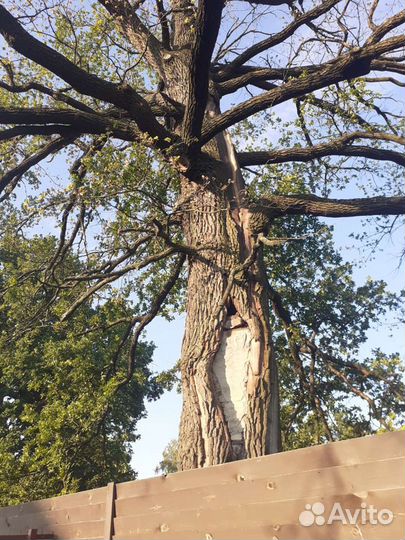 Саженцы дуб