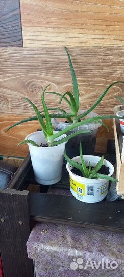 Алоэ столетник укорененные отростки: 1 и 2 -х лет