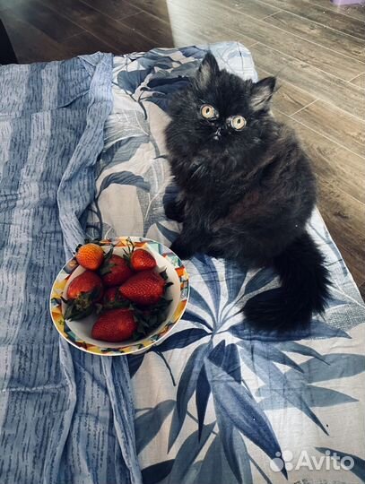 Зооняня, передержка в хороших условиях